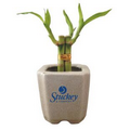 4" Lucky Bamboo Plant in 3" Ceramic Pot
